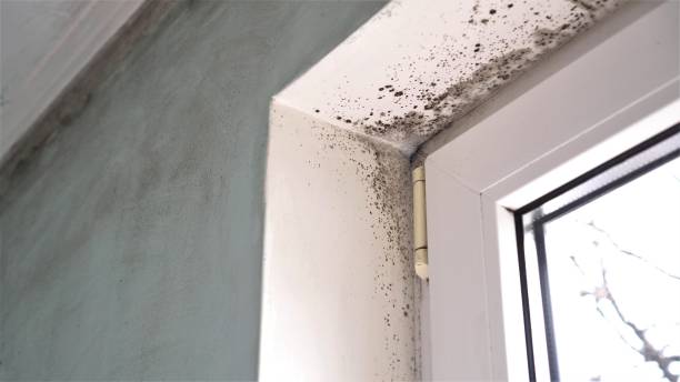 Mold Testing and Removal in Spokane Valley, WA