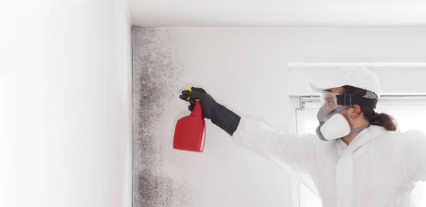 Best Residential Mold Removal  in Spokane Valley, WA