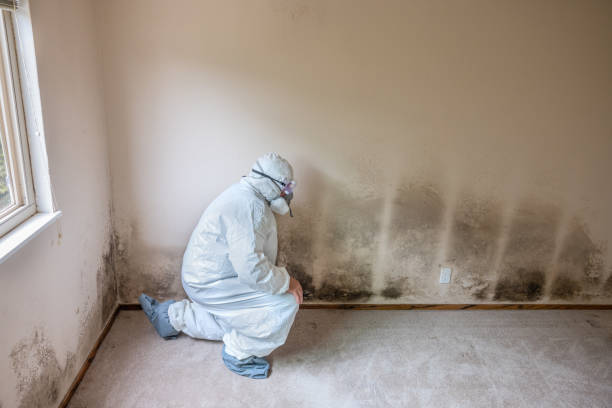 Best Mold Damage Repair  in Spokane Valley, WA