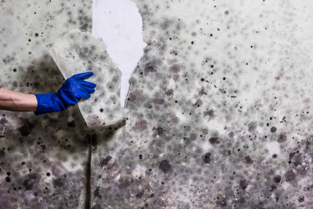 Best Mold Remediation  in Spokane Valley, WA