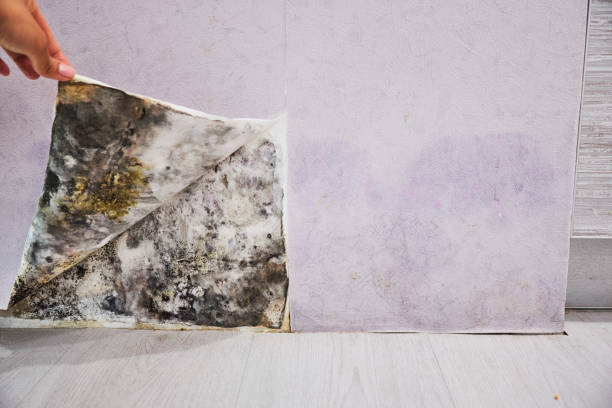 Best Mold Removal Company Near Me  in Spokane Valley, WA